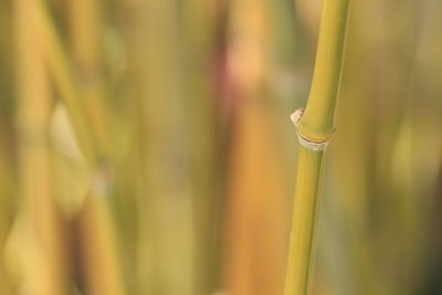 Close-up of plant