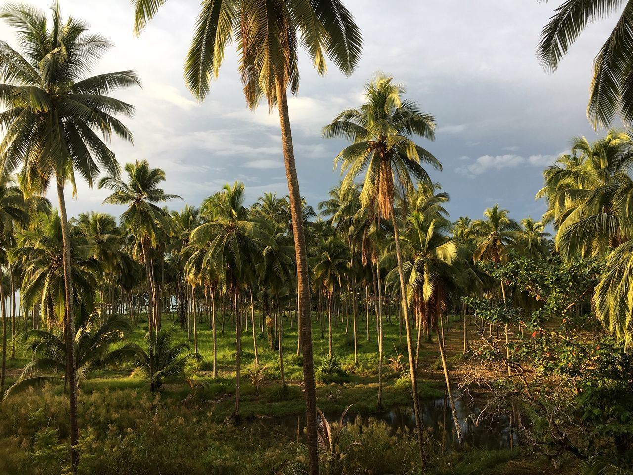 growth, nature, tree, palm tree, beauty in nature, no people, outdoors, sky, tranquility, landscape, grass, day