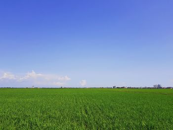 Scenic view of agricultural field against blue sky