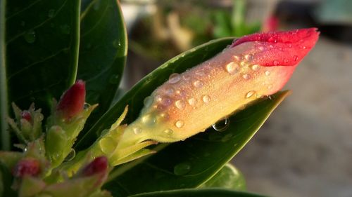 Close-up of wet red flower
