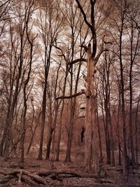 Bare trees in forest