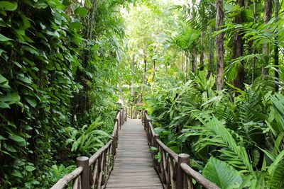 Walkway amidst trees in forest