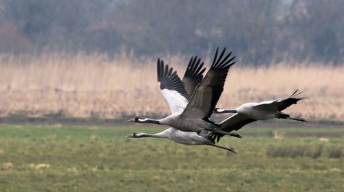 Bird flying over field