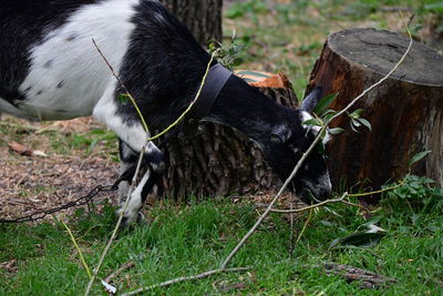 Close-up of a horse on field