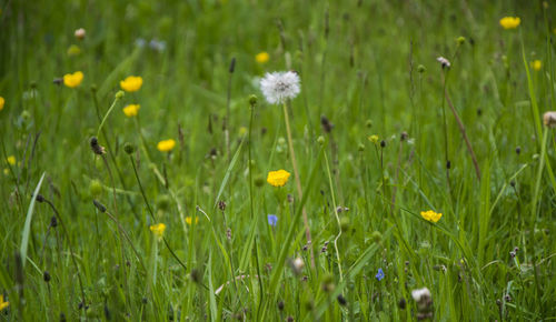 Close-up of white daisy flowers blooming in field