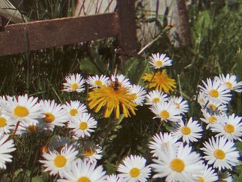 Close-up of white daisy flowers