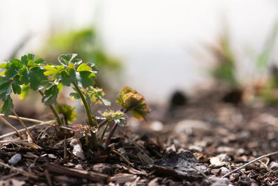 Close-up of flowering plant on field