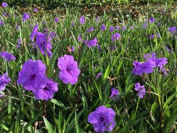 Close-up of purple flowering plants on field