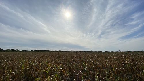 Scenic view of agricultural field against sky