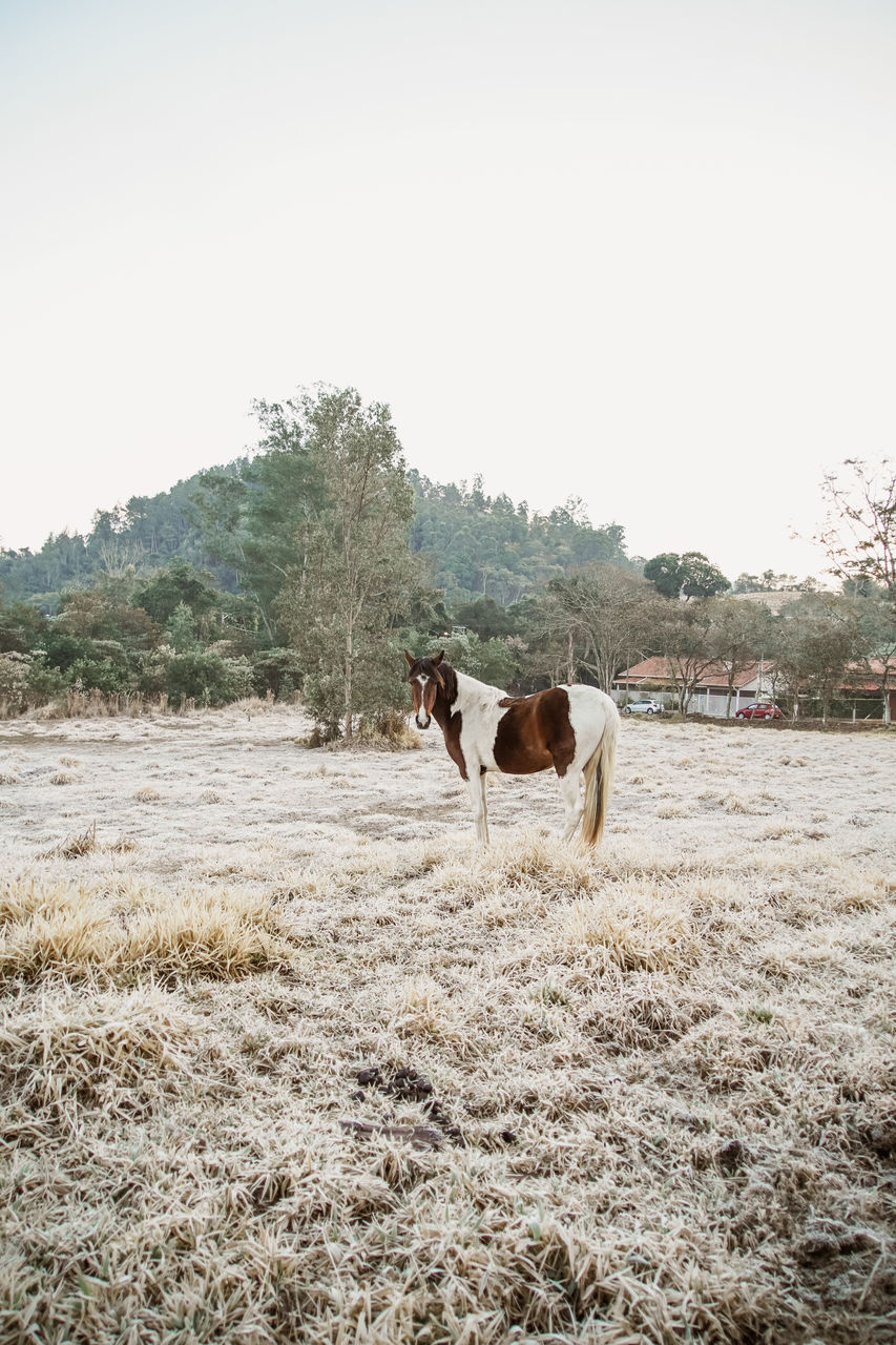 HORSE STANDING IN THE FIELD