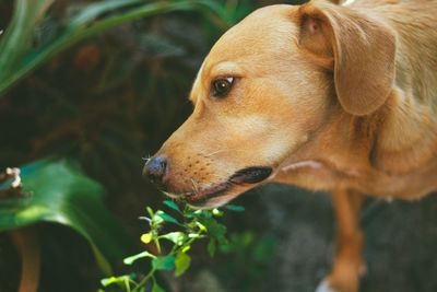 Close-up of a dog looking away