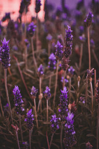 Close-up of purple flowering plants on field