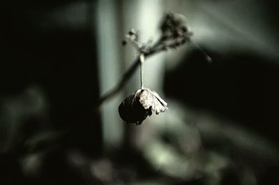 Close-up of plant against blurred background