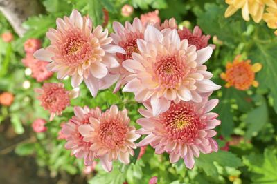 Close-up of flowers blooming outdoors