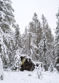 Snow covered land and trees in forest against sky