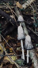 Close-up of mushroom growing on field