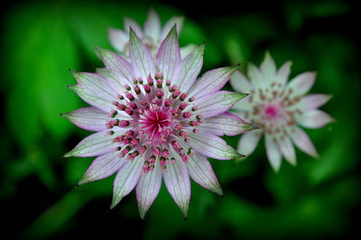 Close-up of flower blooming outdoors