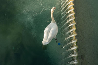 High angle view of goose swimming in lake