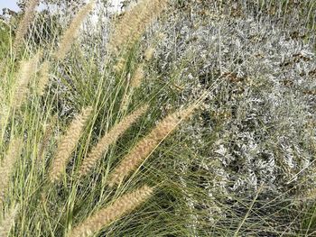 Close-up of grass on field