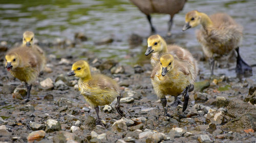 Goslings on lakeshore