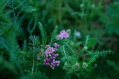 Close-up of purple flowering plant