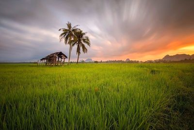 Scenic view of agricultural field against sky during sunset