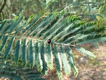 Close-up of ladybug on plant