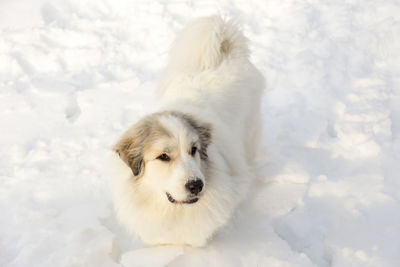 High angle view of gorgeous side lit pyrenean mountain dog standing in deep fresh snow 