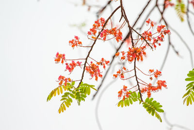 Close-up of red flowering plant against tree