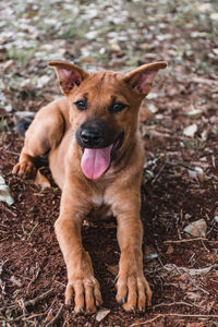 Portrait of dog sticking out tongue on field