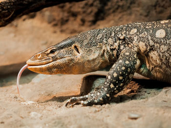 Close-up of lizard on rock