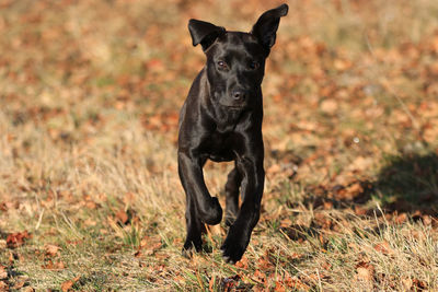 Portrait of black dog on field