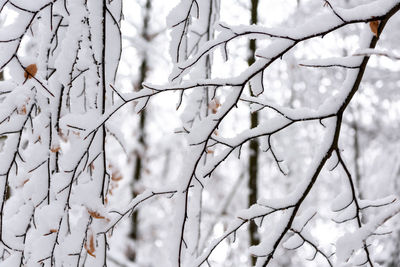 Low angle view of bare tree during winter