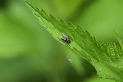 Close-up of fly on leaf