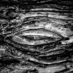 Close-up of fresh leaf