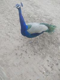 High angle view of peacock on sand