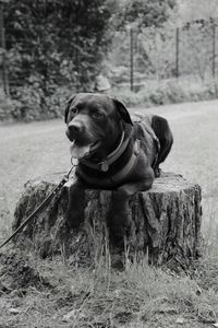 Dog in a field