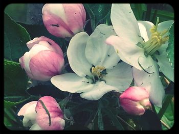 Close-up of pink flower