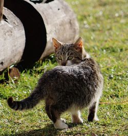 Cat on grass