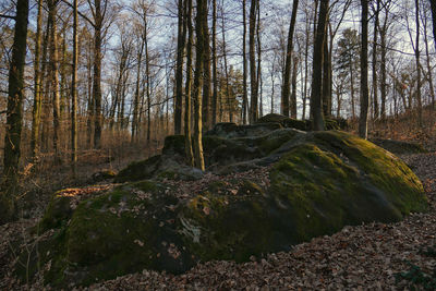 View of bare trees in forest