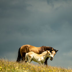 Horse standing on field against sky