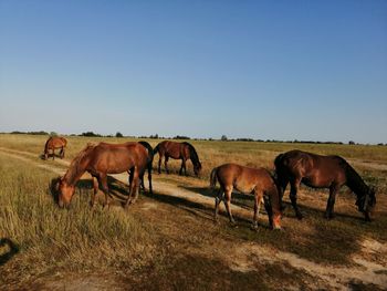 Horses on field against clear sky