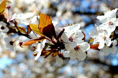 Close-up of white flowers