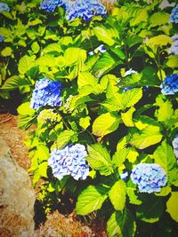 High angle view of purple flowering plants