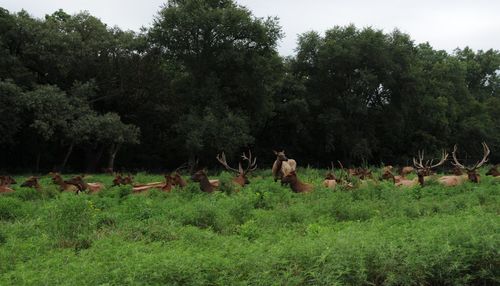 View of deer on field