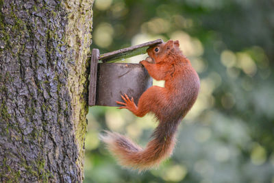 Close-up of squirrel on birdhouse