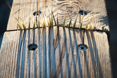 Close-up of wood