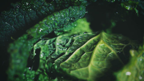 Close-up of raindrops on leaves