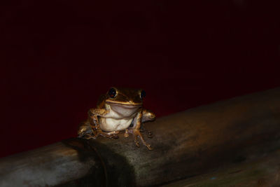 Close-up of frog on floor