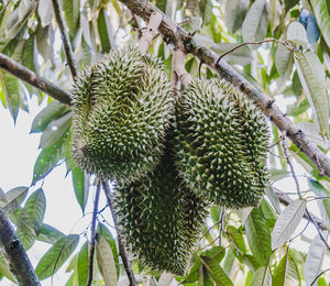 Low angle view of fruit growing on tree